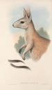 australialaiset nisäkkäät Pl088 - John Gould — näkymä teoksesta
