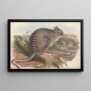 John Gould - The mammals of Australia Pl092.webp