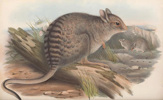 John Gould - The mammals of Australia Pl092.webp