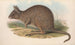 Australian nisäkkäistä Pl093 - John Gould — näkymä teoksesta