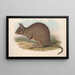 Australian nisäkkäistä Pl093 - John Gould — kehystetty taideteos seinällä