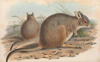 John Gould - The mammals of Australia Pl094.webp