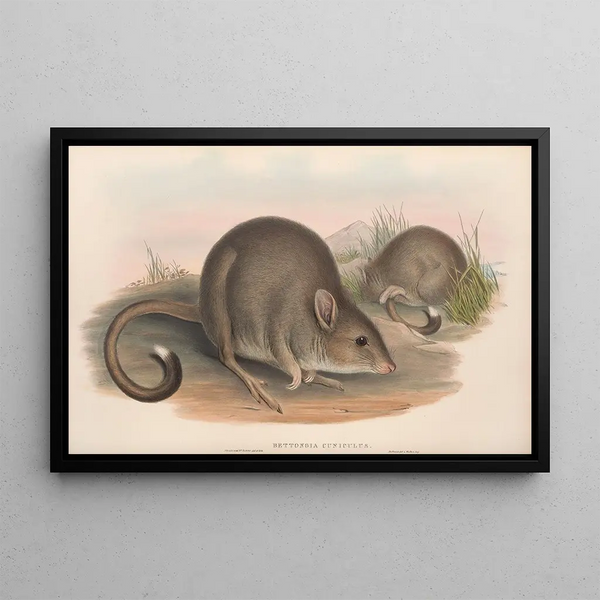Australian nisäkkäistä Pl099 - John Gould — kehystetty taideteos seinällä