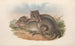 Australian nisäkkäistä Pl100 - John Gould — näkymä teoksesta