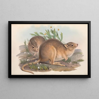John Gould - The mammals of Australia Pl102.webp
