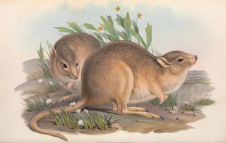 John Gould - The mammals of Australia Pl102.webp