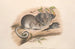 Australian nisäkkäistä, nro 107 - John Gould — näkymä teoksesta