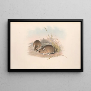 John Gould - The mammals of Australia Pl113.webp