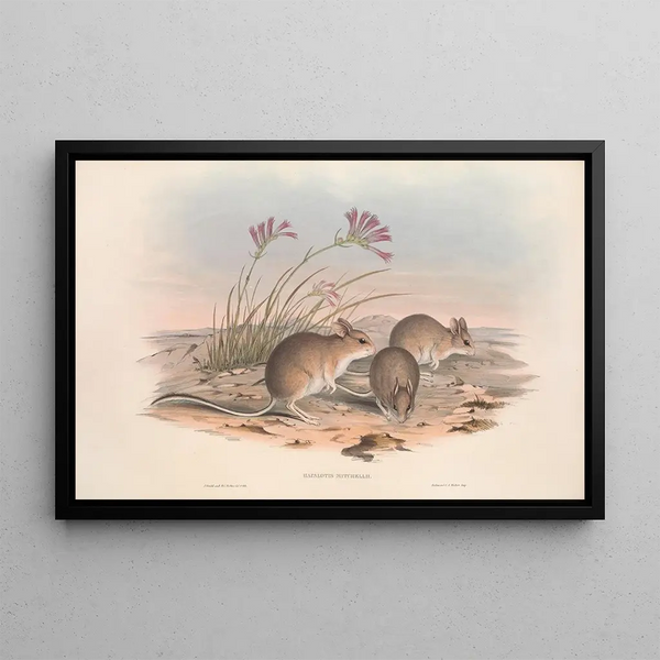 Australian nisäkkäistä Pl115 - John Gould — kehystetty taideteos seinällä