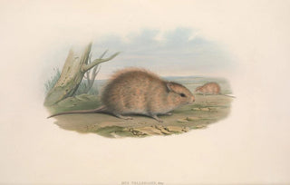 John Gould - The mammals of Australia Pl118.webp