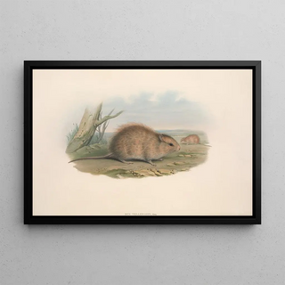 John Gould - The mammals of Australia Pl118.webp