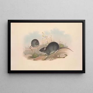 John Gould - The mammals of Australia Pl122.webp