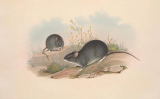 John Gould - The mammals of Australia Pl122.webp