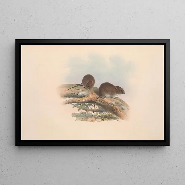 John Gould - The mammals of Australia Pl126.webp