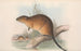 Australian nisäkkäistä Pl131 - John Gould — näkymä teoksesta