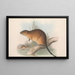 Australian nisäkkäistä Pl131 - John Gould — kehystetty taideteos seinällä