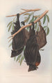australialaiset nisäkkäät Pl136 - John Gould — näkymä teoksesta