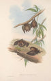 australialaiset nisäkkäät Pl139 - John Gould — näkymä teoksesta