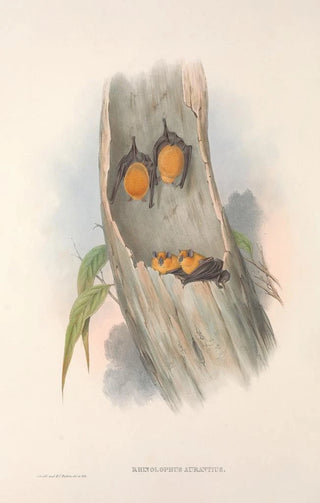 John Gould - The mammals of Australia Pl141.webp