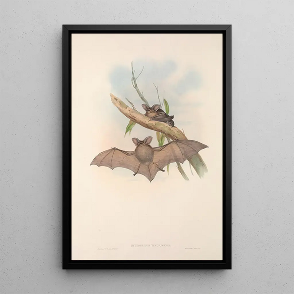 John Gould - The mammals of Australia Pl145.webp