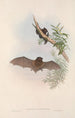 Australian nisäkkäät Pl148 - John Gould — näkymä teoksesta