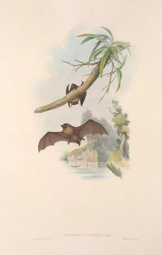 John Gould - The mammals of Australia Pl152.webp