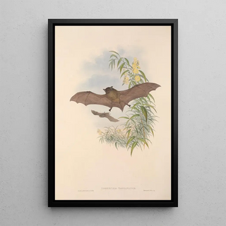 John Gould - The mammals of Australia Pl154.webp