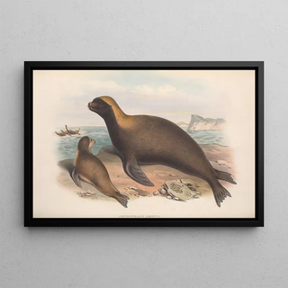 John Gould - The mammals of Australia Pl155.webp