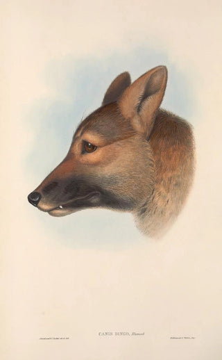 John Gould - The mammals of Australia Pl157.webp