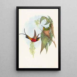 John Gould - Topaza pyra.webp