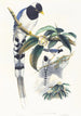 Urocissa cucullata - John Gould — näkymä teoksesta