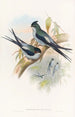 Martinet arboricole de Wallace - John Gould — näkymä teoksesta