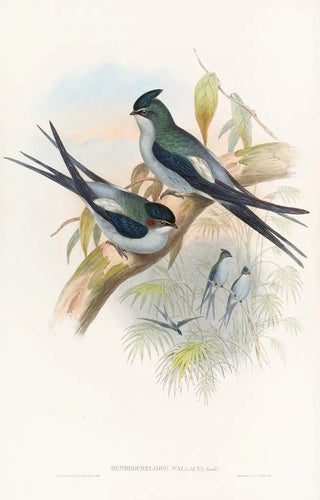 John Gould - Wallaces TreeSwift.webp