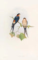 Hirondelle de mosquée occidentale - John Gould — näkymä teoksesta