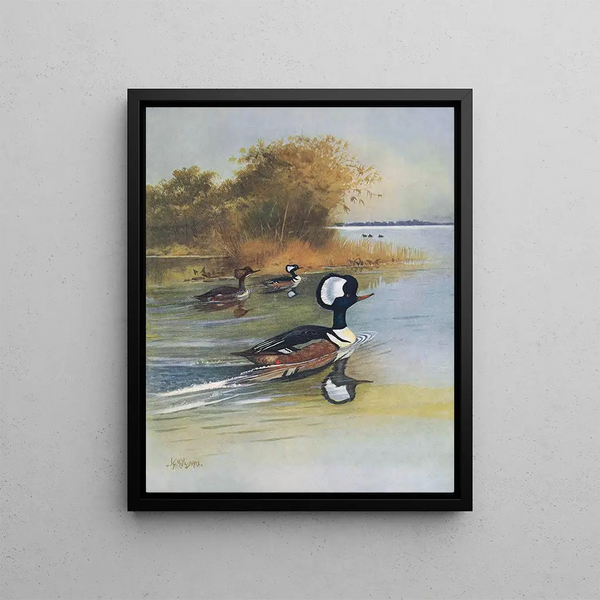 John Guille Millais - Hooded Merganser.webp