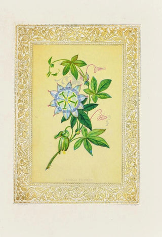 John Henry Ingram - Passion flower.webp