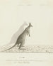 Macropus sp. Kangourou - John Hunter — näkymä teoksesta