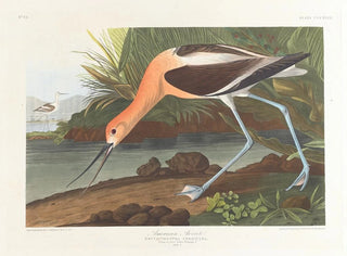 Avocette d'Amérique jeune en plumage d'hiver juvénile - John James Audubon — näkymä teoksesta