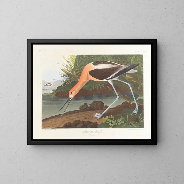 Avocette d'Amérique jeune en plumage d'hiver juvénile - John James Audubon — kehystetty taideteos seinällä