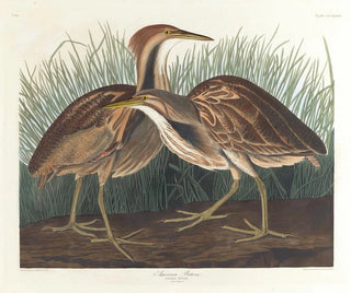 Butor d'Amérique - John James Audubon — näkymä teoksesta