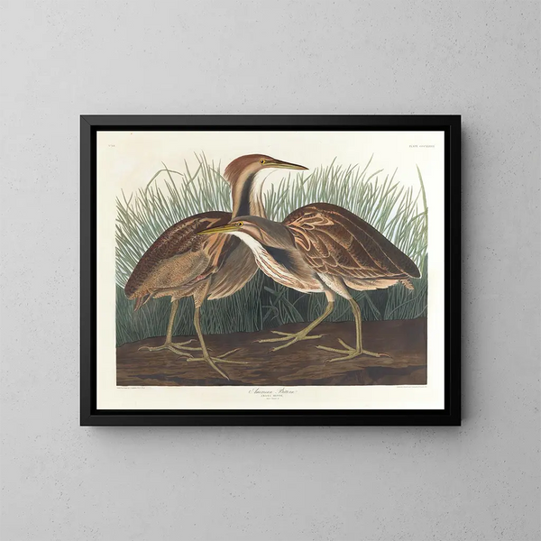 Butor d'Amérique - John James Audubon — kehystetty taideteos seinällä