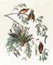 Bec-croisé d'Amérique Mâle adulte 1 Jeune mâle 2 3 Femelle adulte 4 Jeune femelle 5 Pruche - John James Audubon — näkymä teoksesta