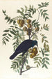Corbeau d'Amérique - John James Audubon — näkymä teoksesta