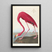 Flamant d'Amérique - John James Audubon — kehystetty taideteos seinällä