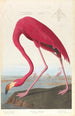 Flamant d'Amérique - John James Audubon — näkymä teoksesta