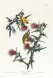 Chardonneret jaune d'Amérique - John James Audubon — näkymä teoksesta