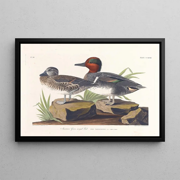Amerikan sinisorsa - John James Audubon — kehystetty taideteos seinällä