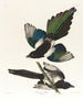 Pie d'Amérique - John James Audubon — näkymä teoksesta