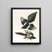 Pie d'Amérique - John James Audubon — kehystetty taideteos seinällä