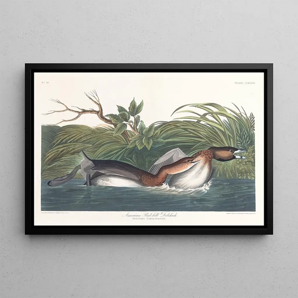 Amerikan kirjolokasmaalauksen - John James Audubon — kehystetty taideteos seinällä